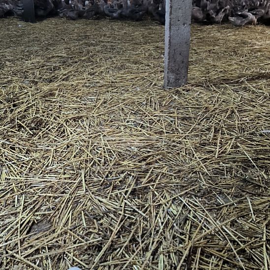 龍***寶包装中国大陆30g鸭蛋