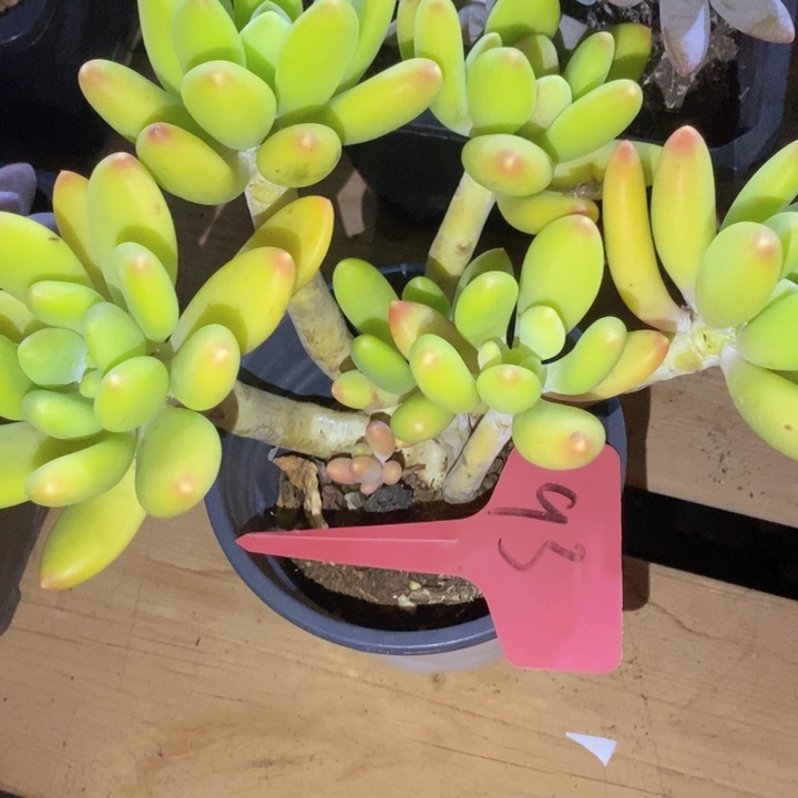 是你给她讲嘛不知道嘛