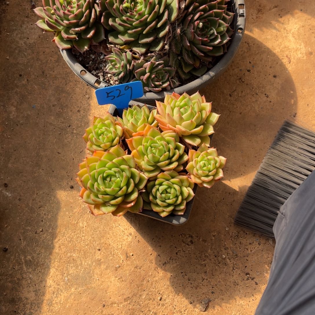 A*J529东云多肉植物