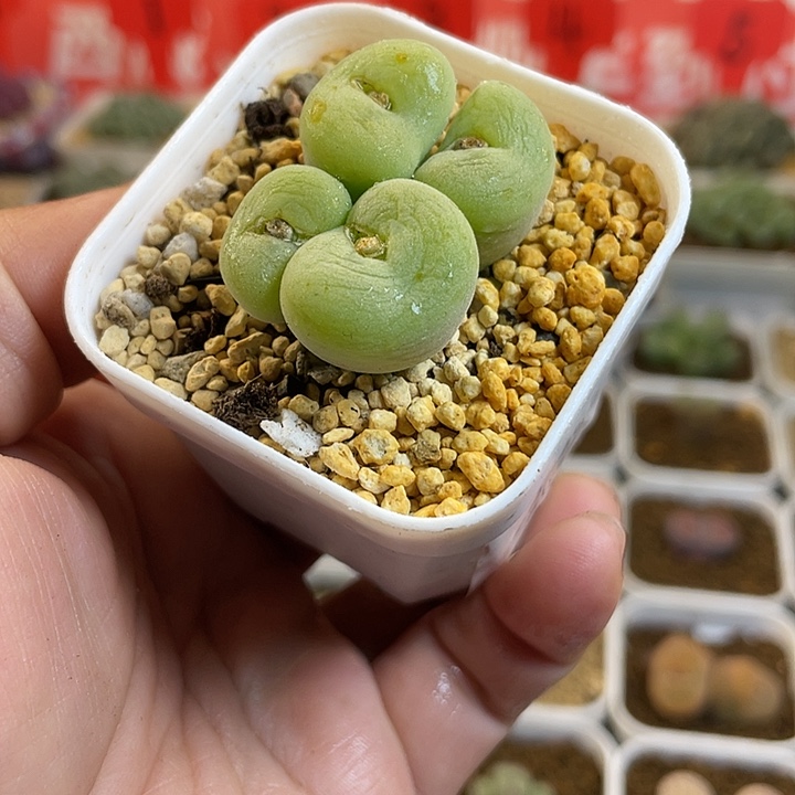 佳人园艺多肉生石花孔卡福610