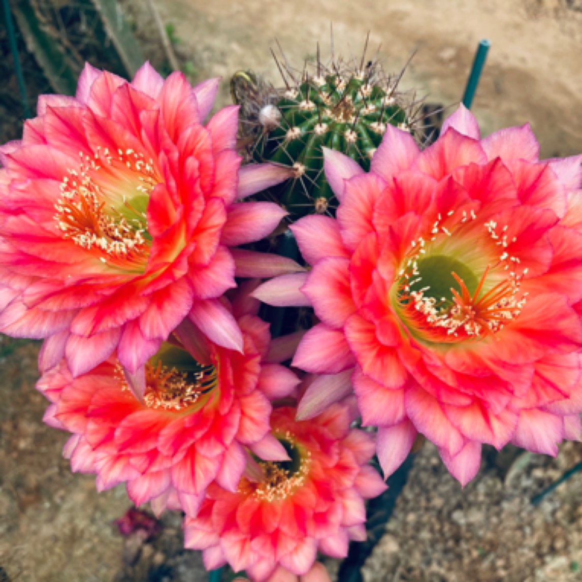 立夏毛花柱有根5厘米高