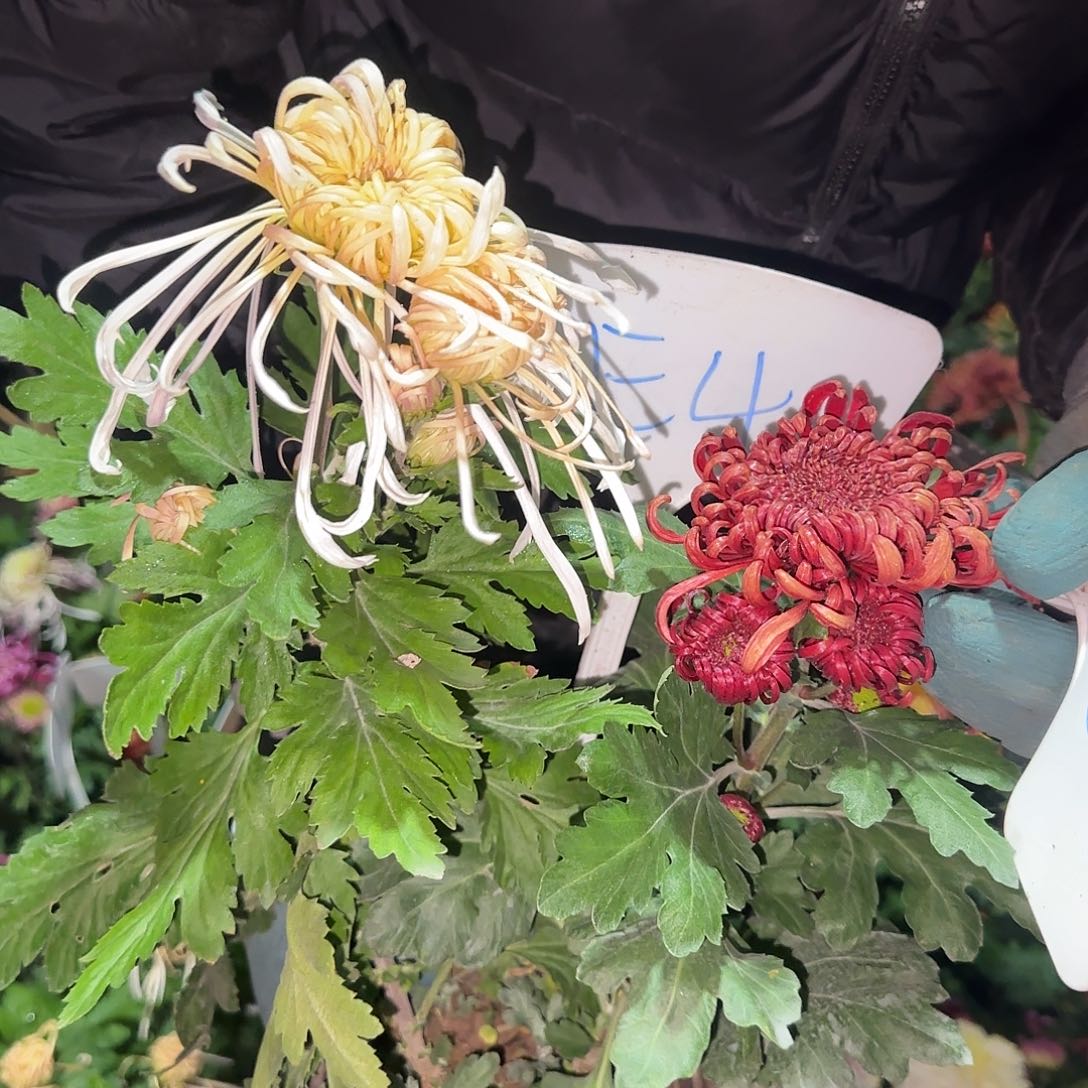 无花朵E44444444444