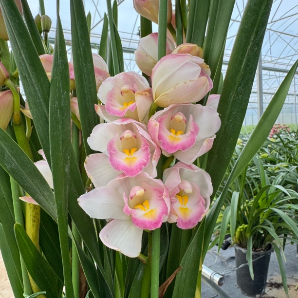 大花蕙兰【粉蝶】带花苞花剑室内绿植盆栽精品兰花好养易活