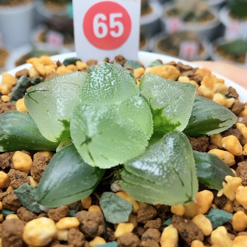 【闪购商品】65冰鸾玉