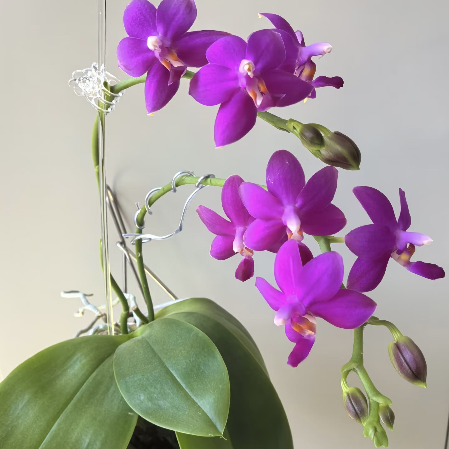 植趣【红马丁】浓香原生种开花或出剑 弱根2.8花朵不售后