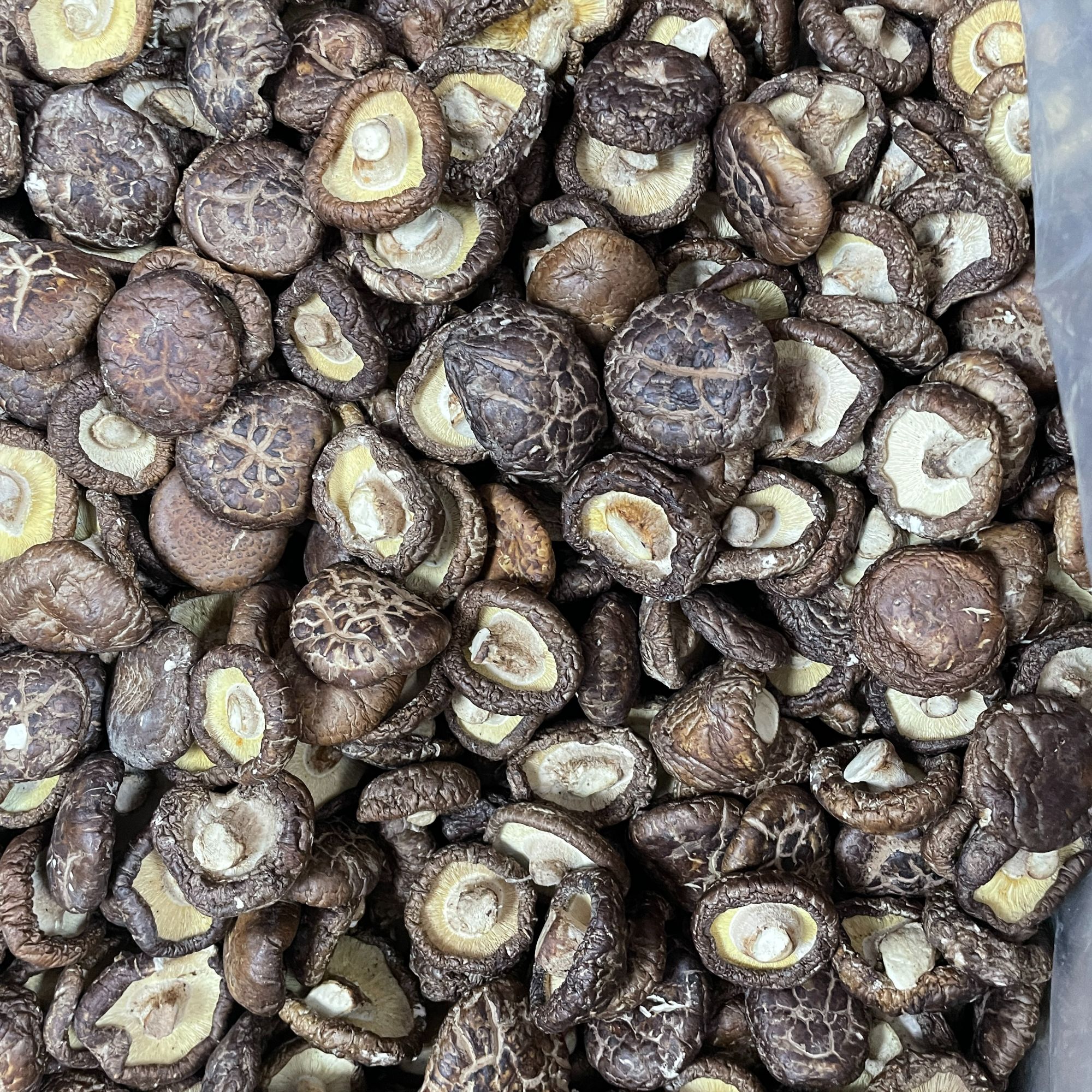 【升腾】新香菇   煮菜焖炒
