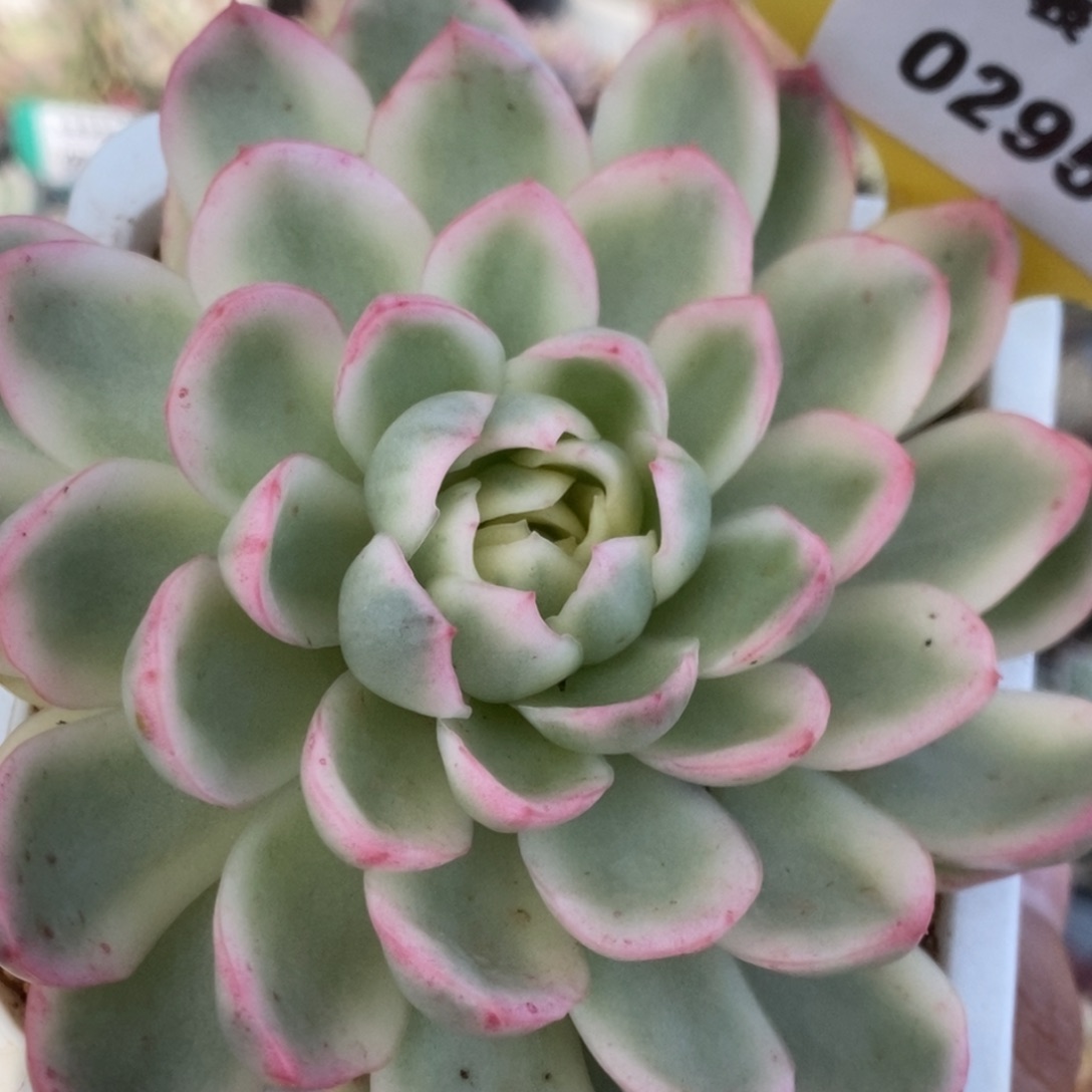 295黄玫瑰锦锦锦锦锦