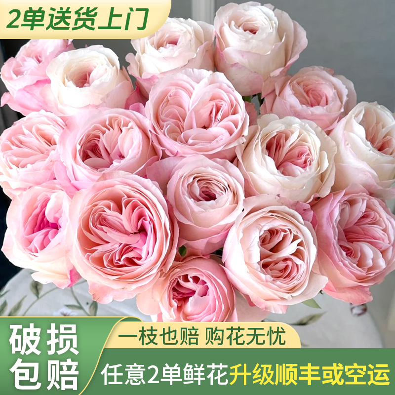 【源头优选老六】凯瑟琳单头玫瑰/元旦预热 任意两单鲜花升级快递