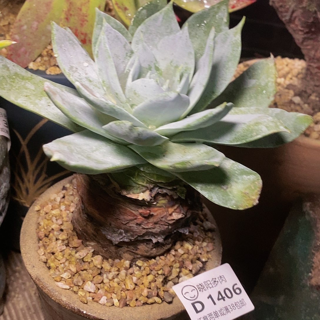 【闪购商品】向****儿哈哈哈哈雪山多肉1406