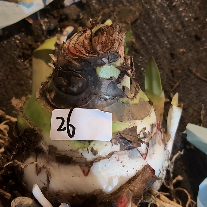 杂交26号开花不售后