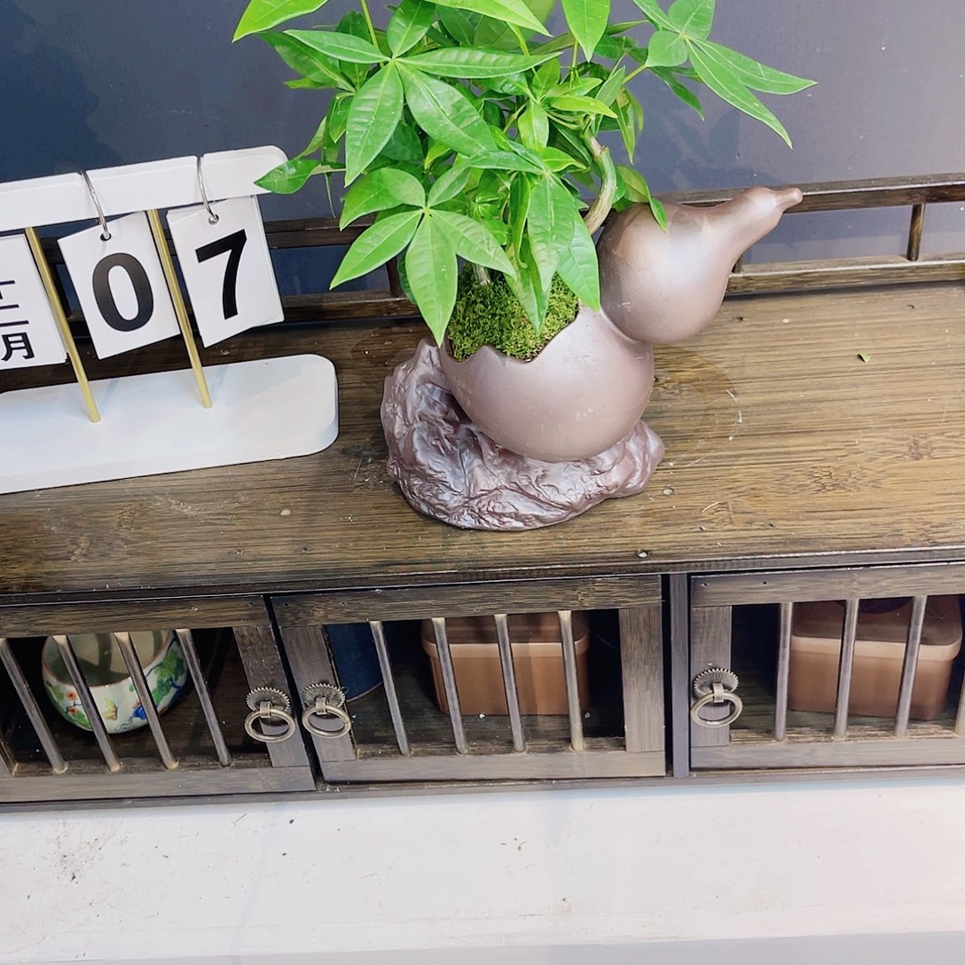 无花朵高端盆景一物一拍