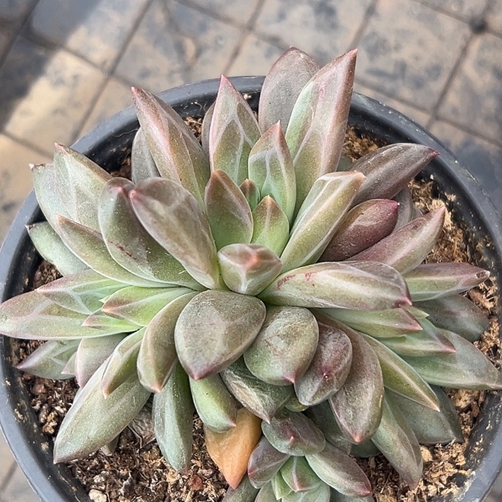 美人群特价一物一拍