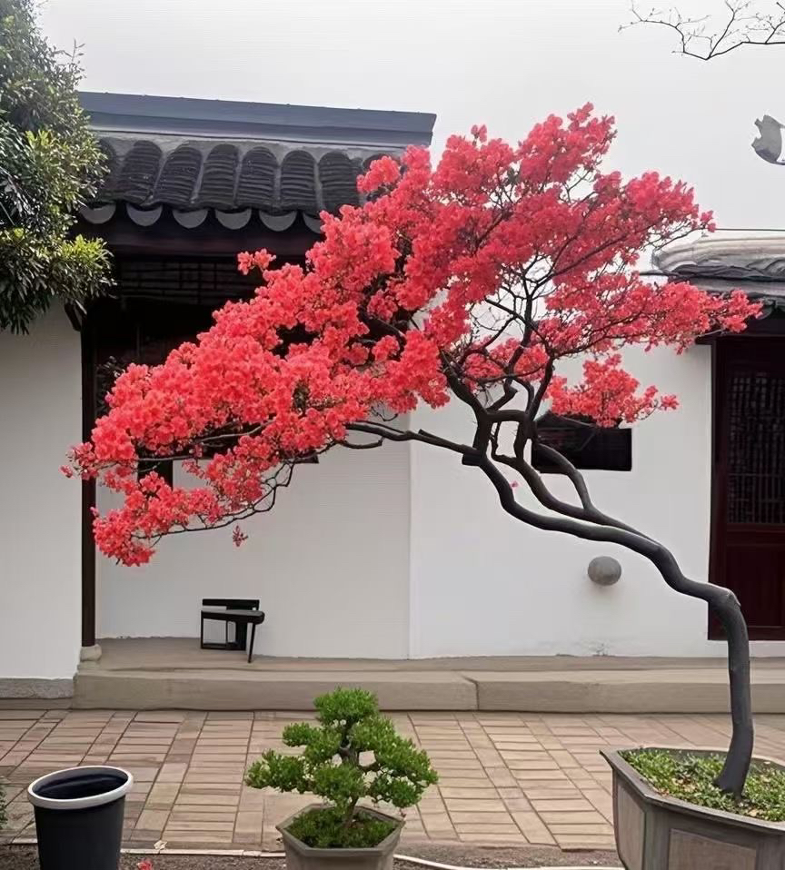 大别山先花后叶玉兰花中华玉兰花树苗映山红