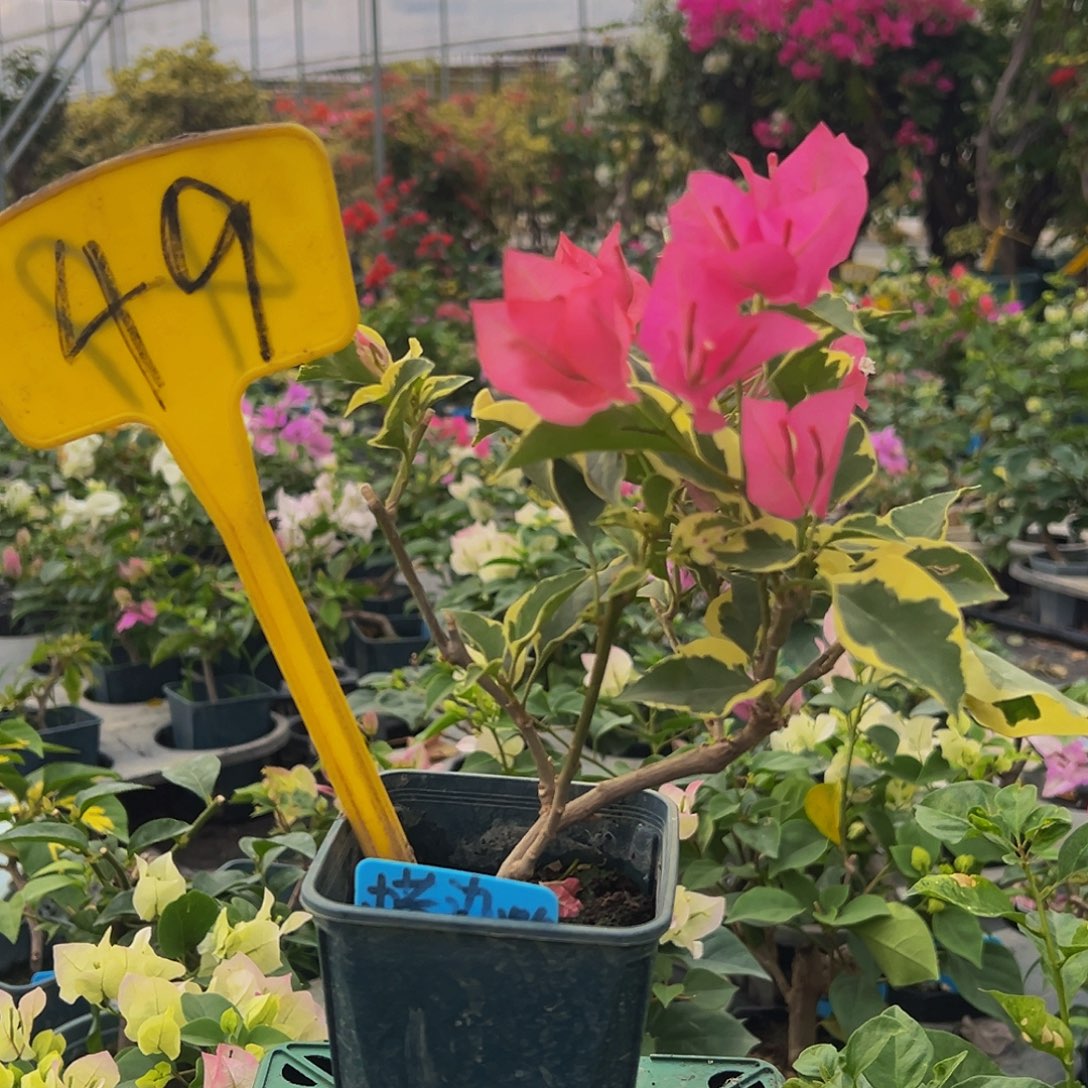 当前无花栽培后可以开花蜡染粉 方盆49
