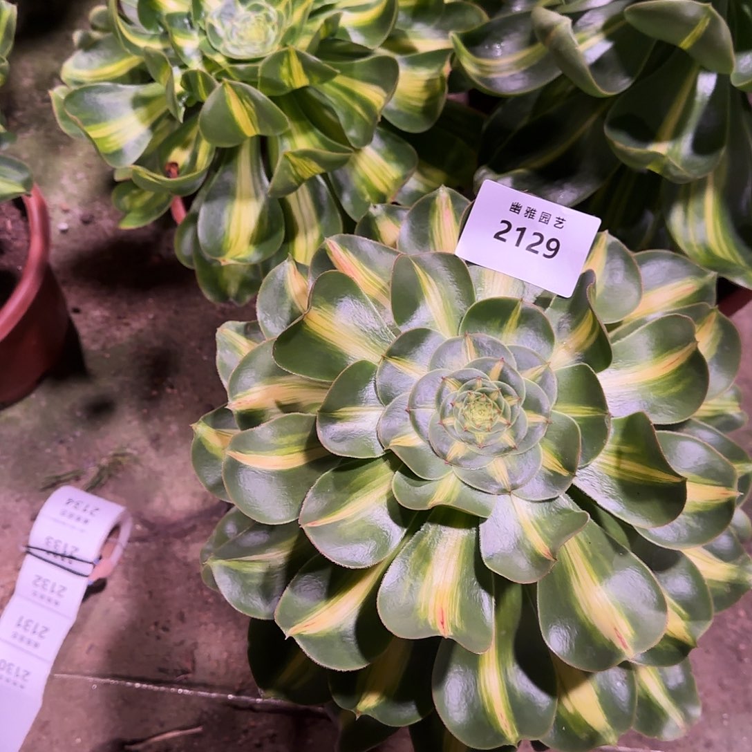 多肉植物暴君2129
