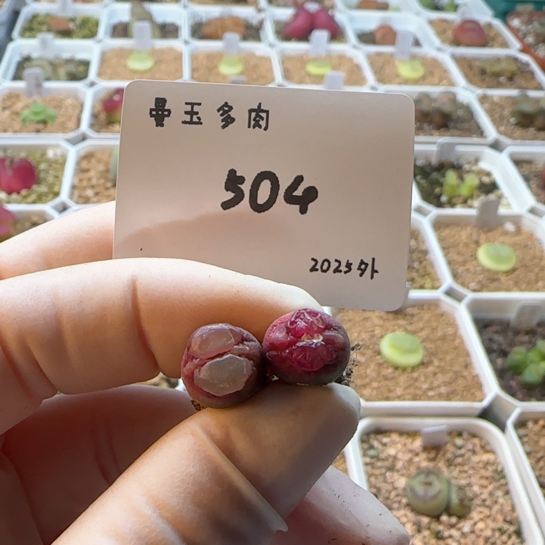 多肉多肉多肉2025-504