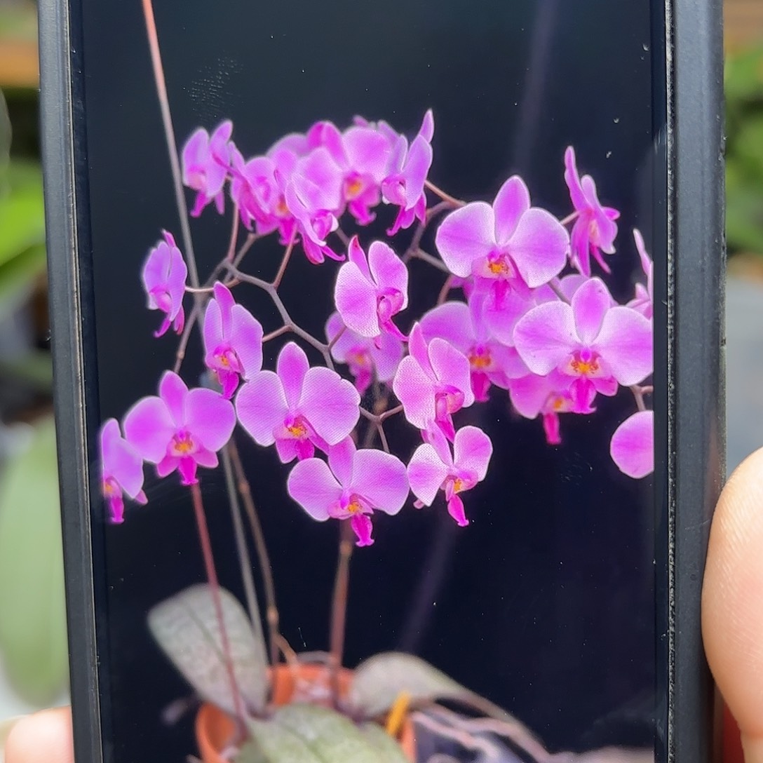 当前无花栽培后可以开花红唇蜜雪儿