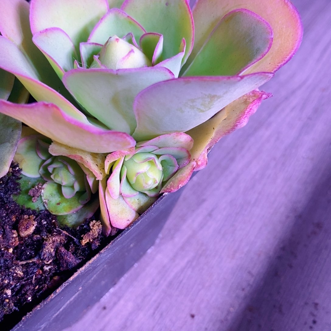 山地玫瑰下播福利一物一拍208仙帕