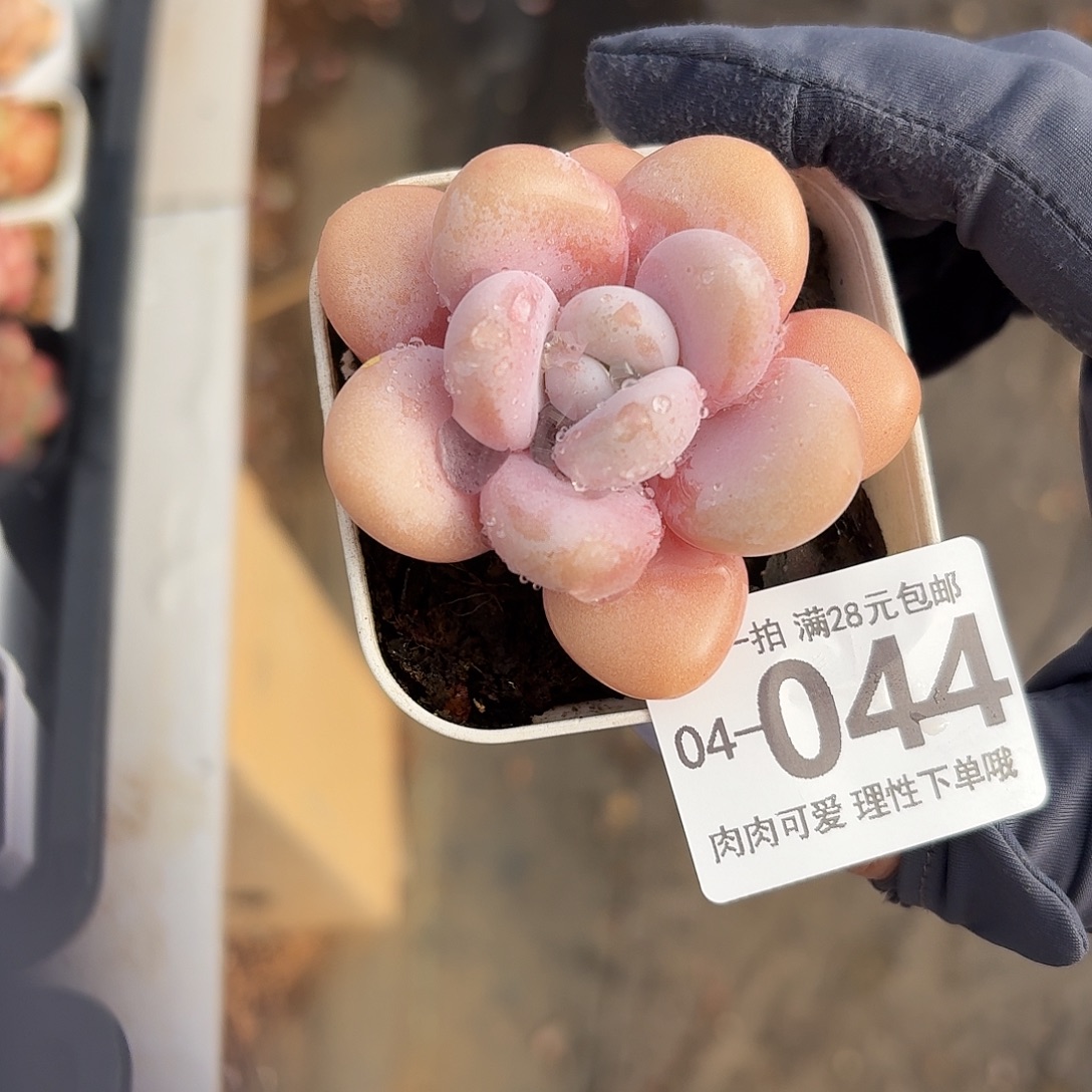 粉兔无盆土发货无盆