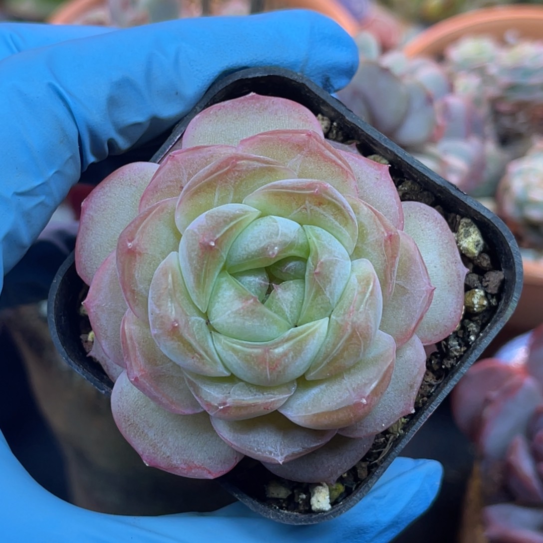 谪仙 单头 福利 多肉植物