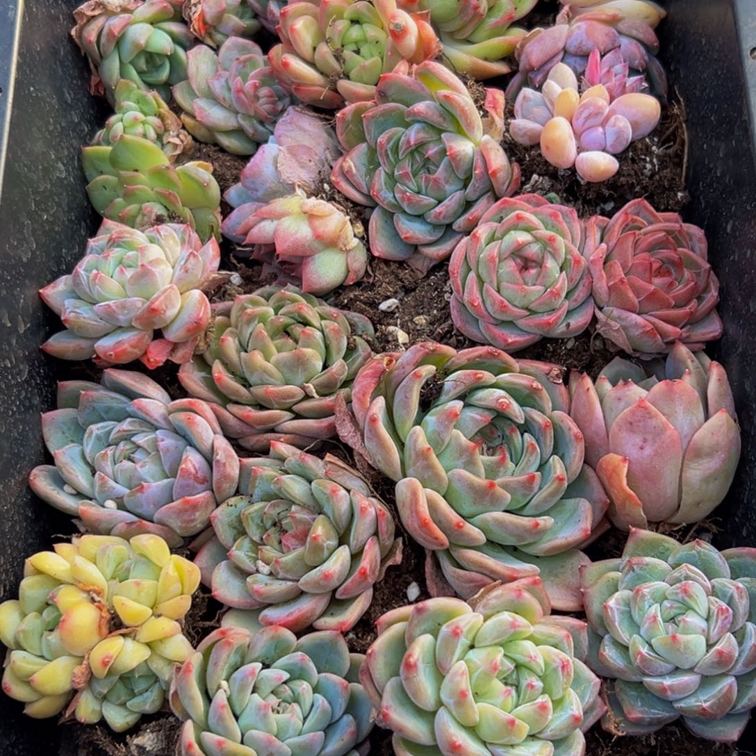 235多肉葡萄的味道是真的