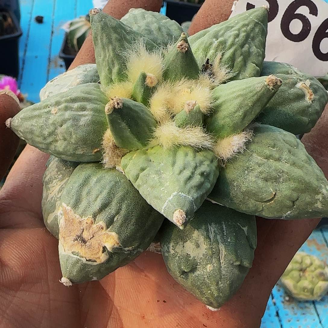 怒涛566刚出根的