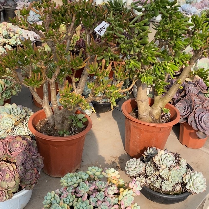 姚***学436吸米树多肉2颗植物