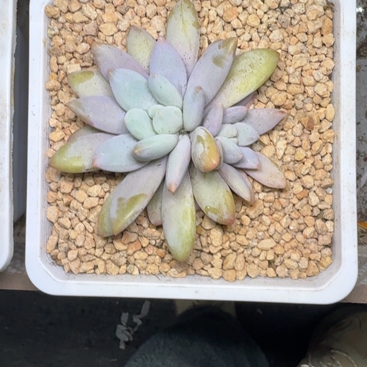 橙龙 双头 一物一拍