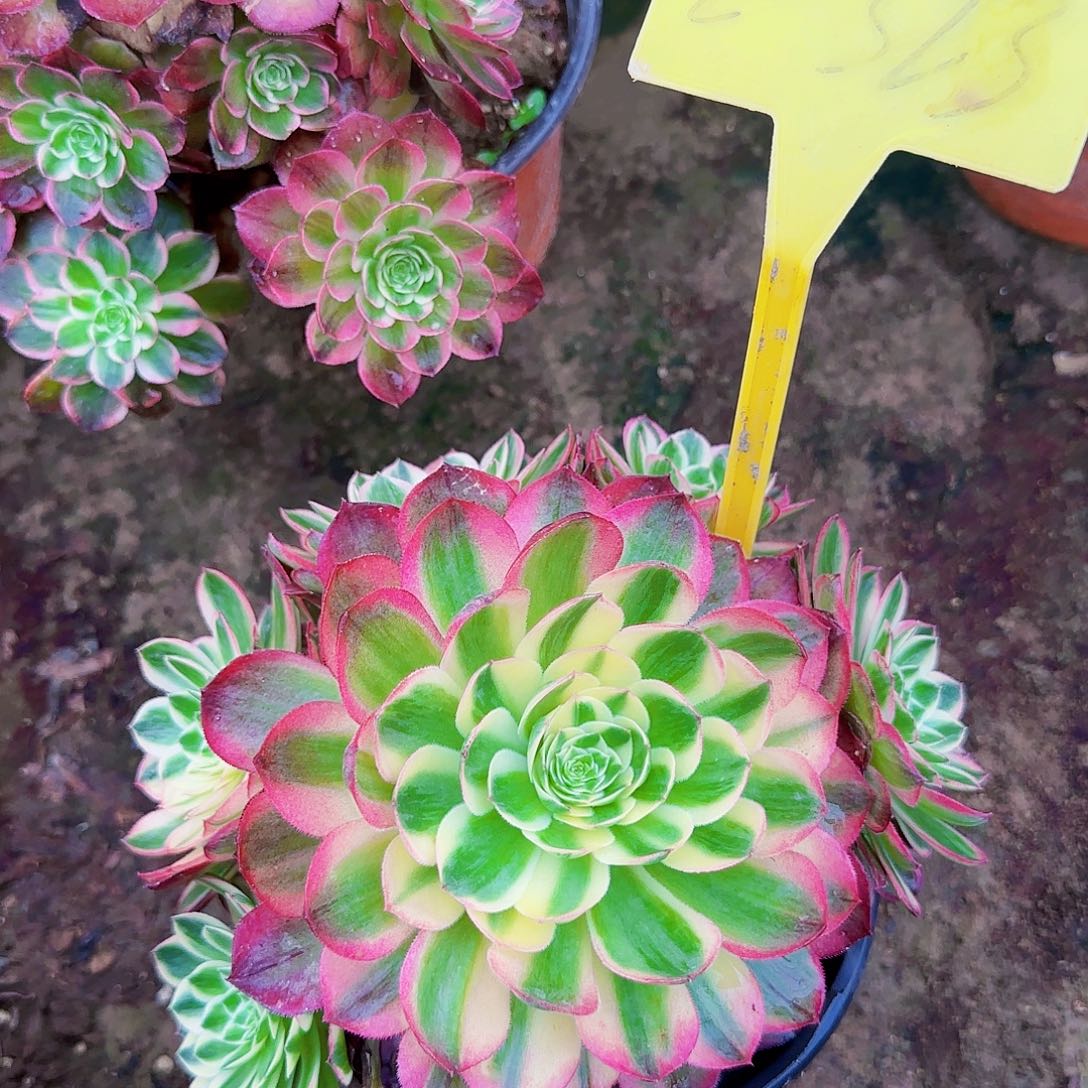 2-323--多头多肉植物