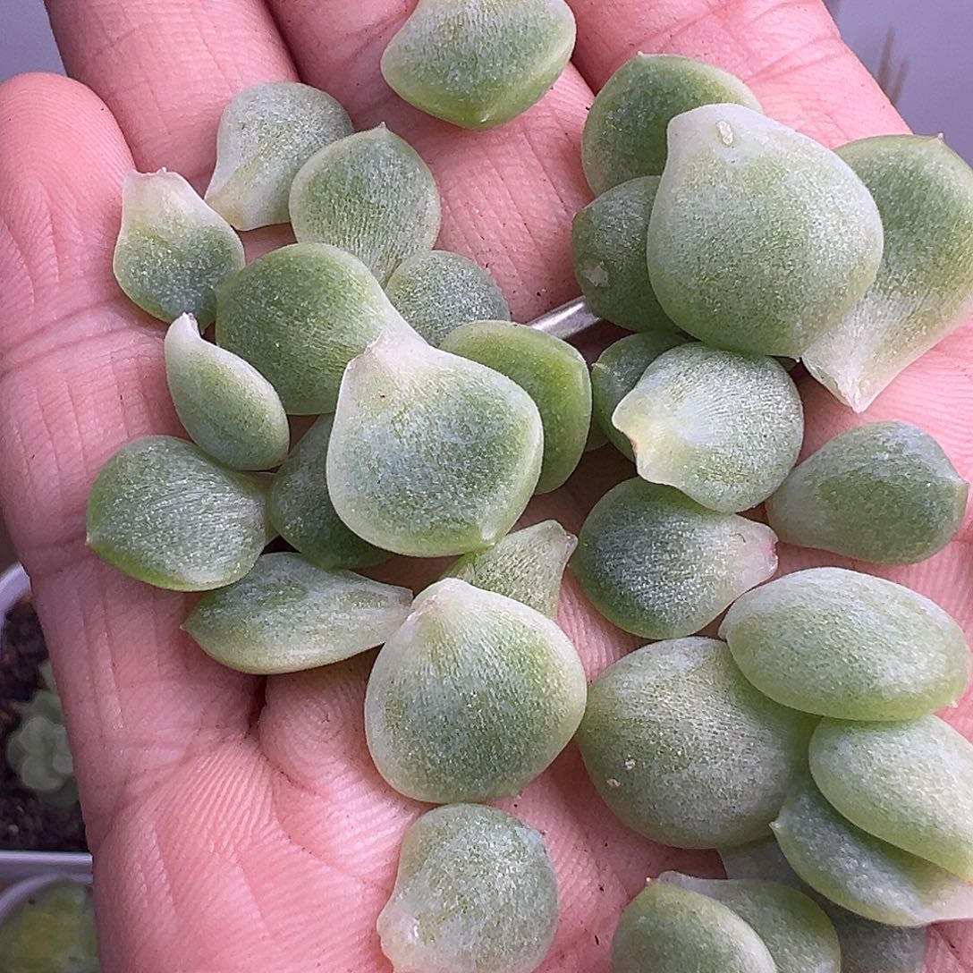 三个表妹叶片。       