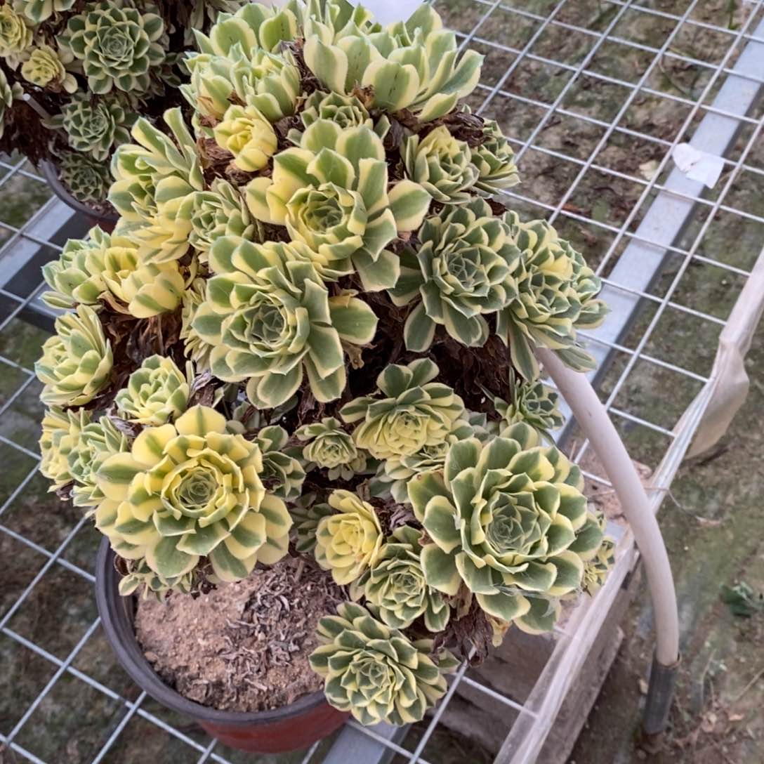 多肉植物组合拼盘2