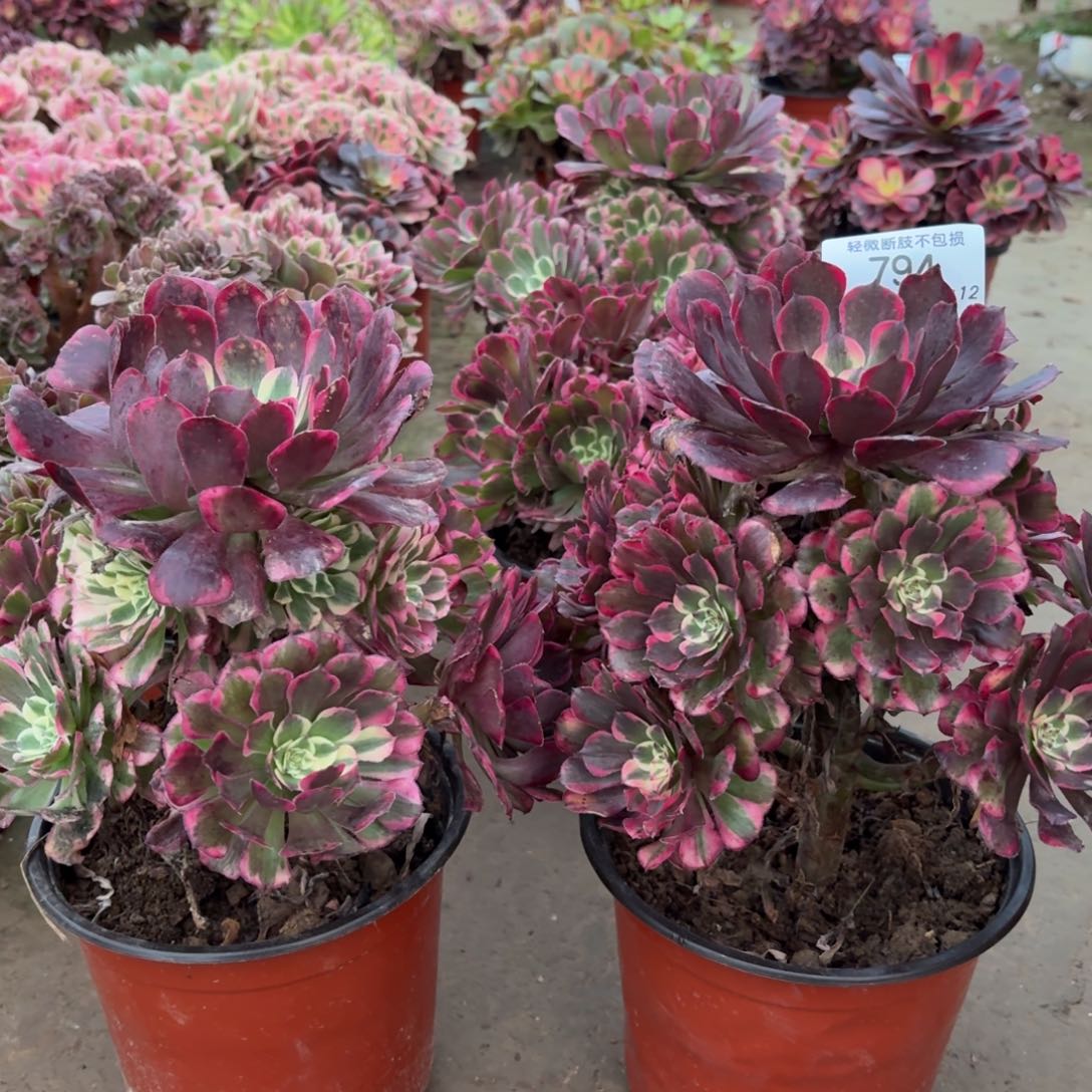 794霁月多肉植物法师