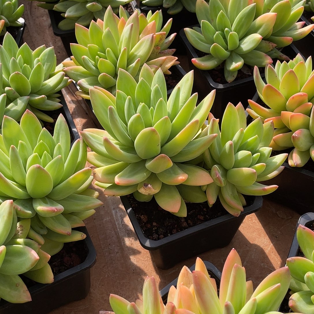 海洋之歌精控群14-18厘米可挑