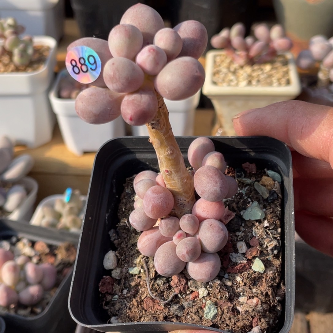 仙子奶酪多肉植物