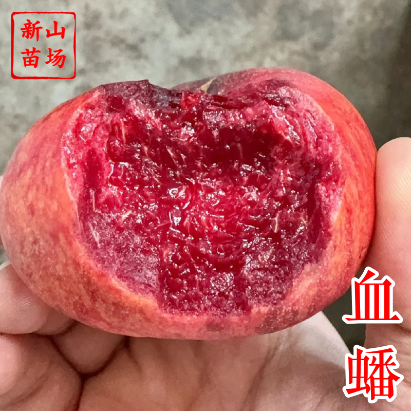 【金陵血蟠桃苗】红肉新品种早熟6月5月血蟠桃子树苗 新山苗场