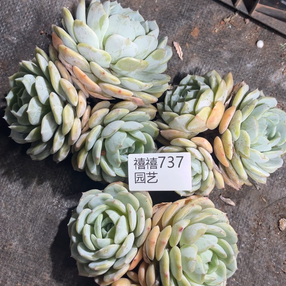 737如图3颗劳林如图多肉