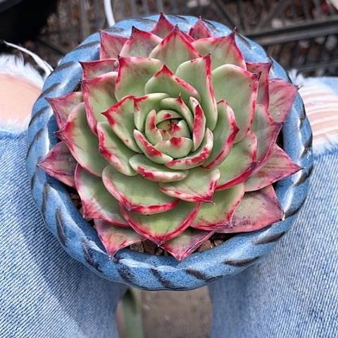 卫****）惊鸿仙子多肉植物160卫姐