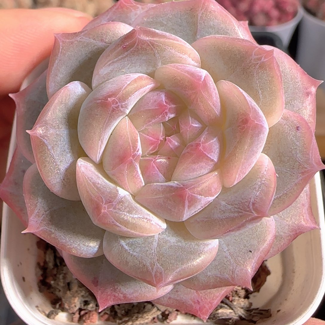 多肉1229-186福利福利