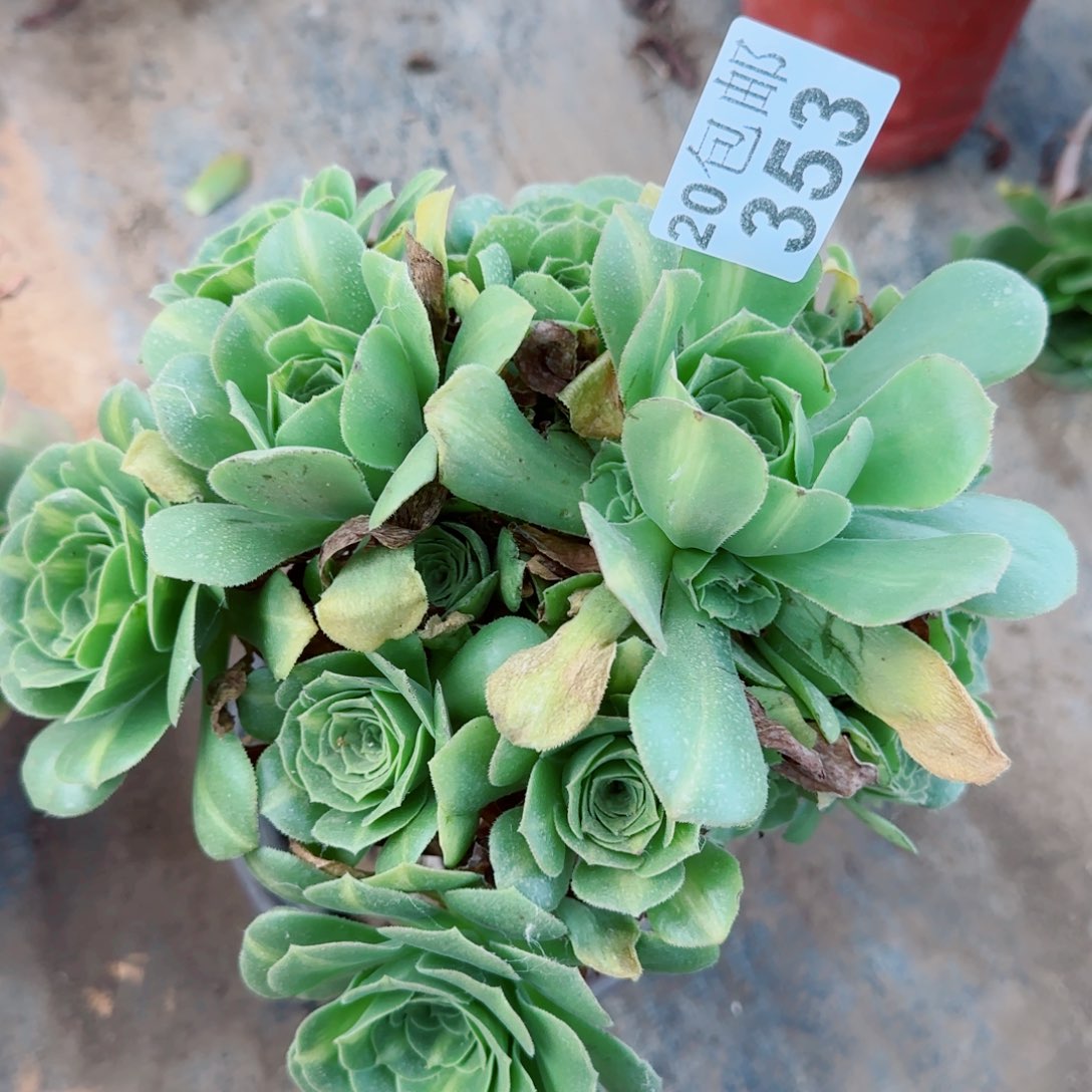 翡翠琉璃353满20包邮断枝不包瑕疵