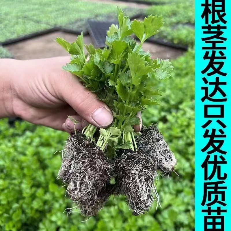 寿光皇后芹菜苗带土四季香芹菜苗种子高产春秋盆栽阳台蔬菜种子籽