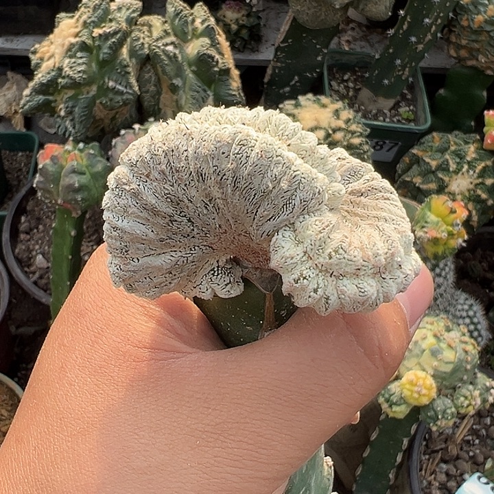 恩冢缀化仙人球689