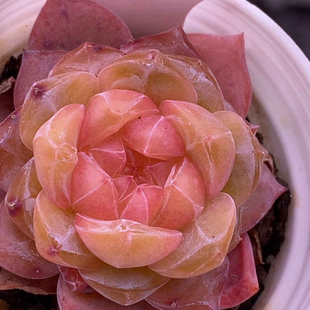 【闪购商品】13-122