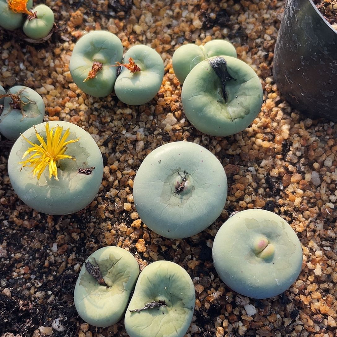 晨溪园艺仙女杯呀