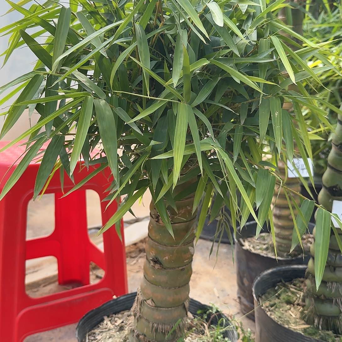 红陶佛肚竹8888888888