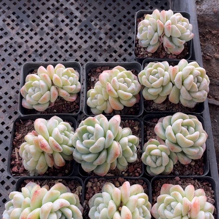 冰玉多肉七方盆一组10个6号