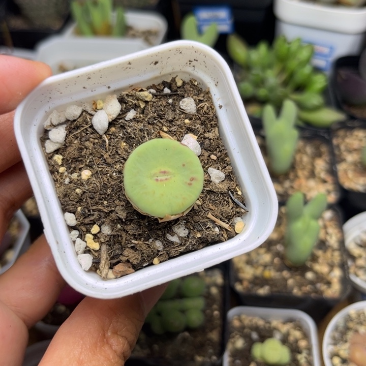 0057 红嘴多肉植物