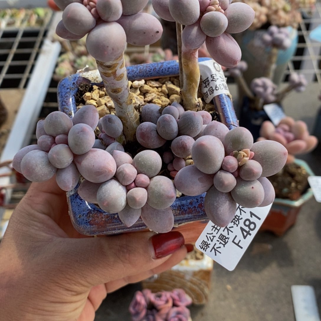 香水手指481/10cm