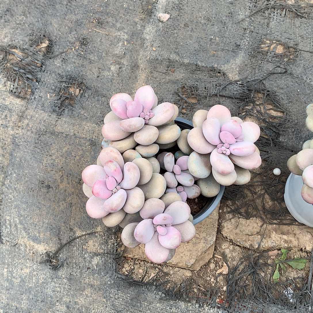 圆叶桃蛋一物一拍