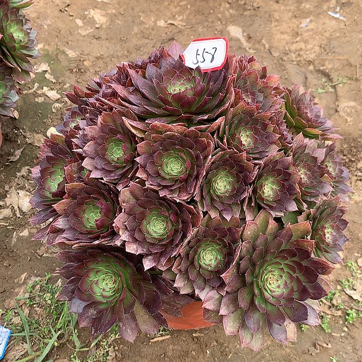 红魅多肉植物558