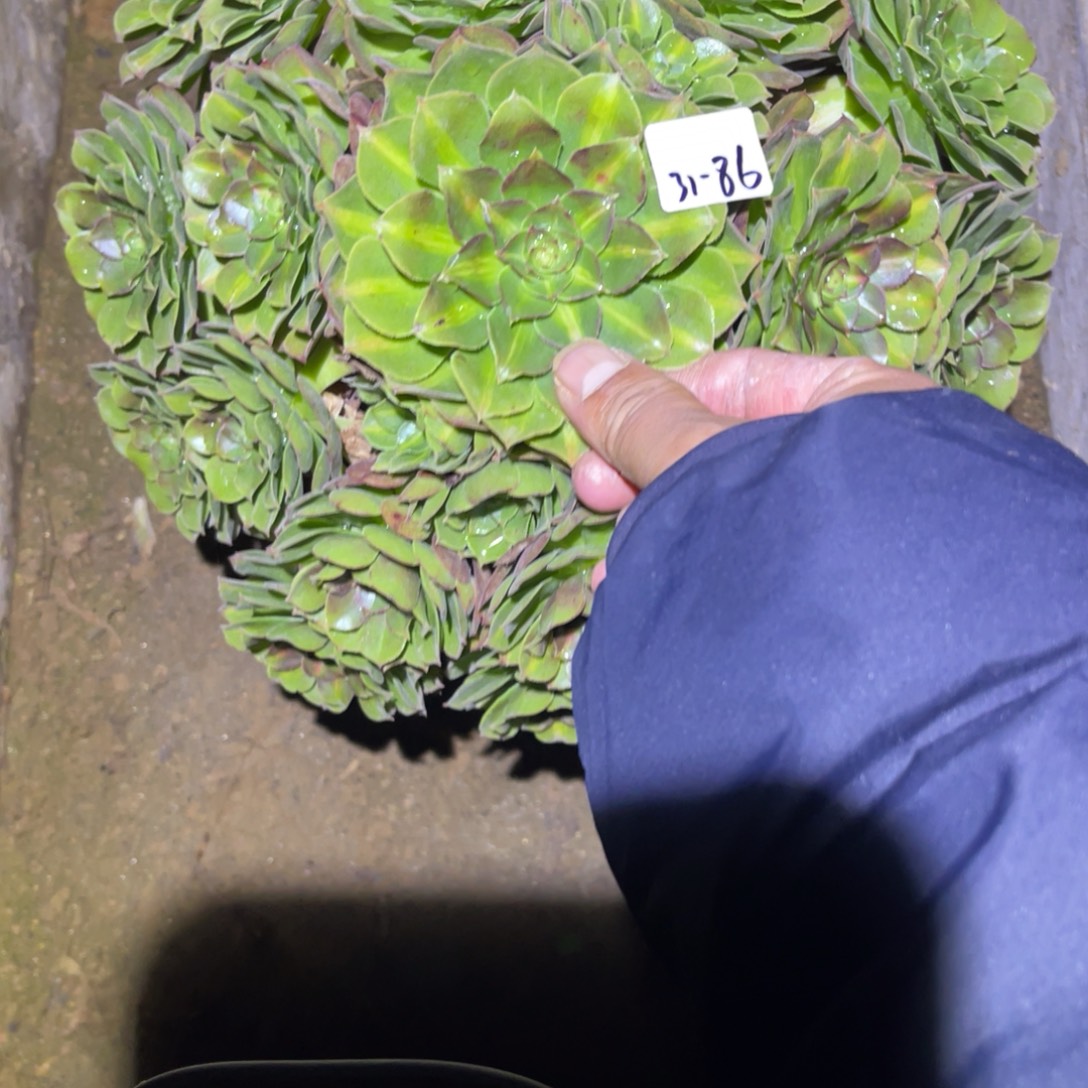 12-31-86倾城中斑法师锦